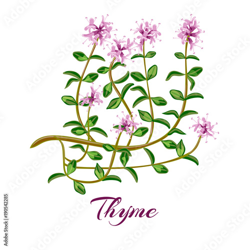 herbs de provence set.  thyme, oregano, Savory, Marjoram, Rosemary