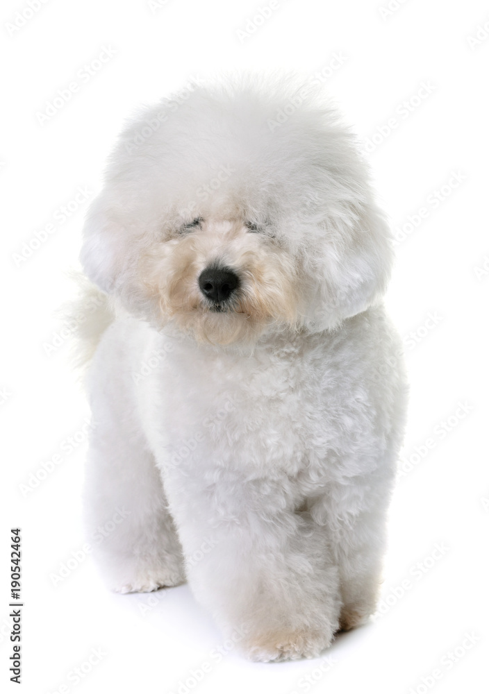 bichon frise in studio