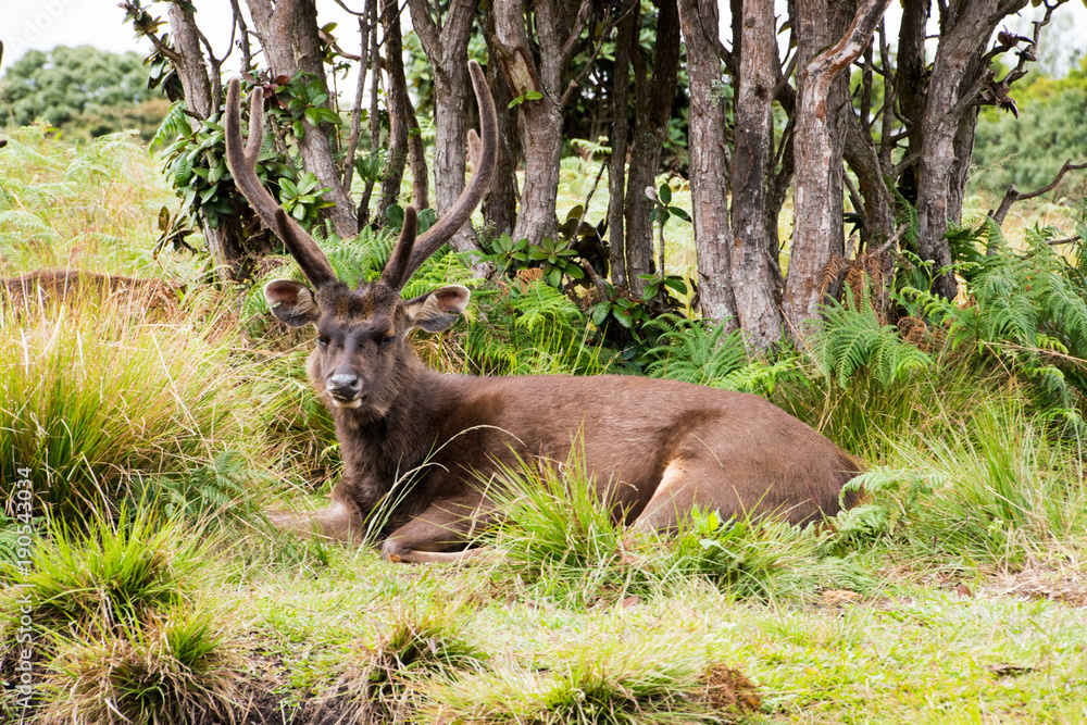 Fototapeta premium Sambar, Cervus unicolor, sambarhirsch