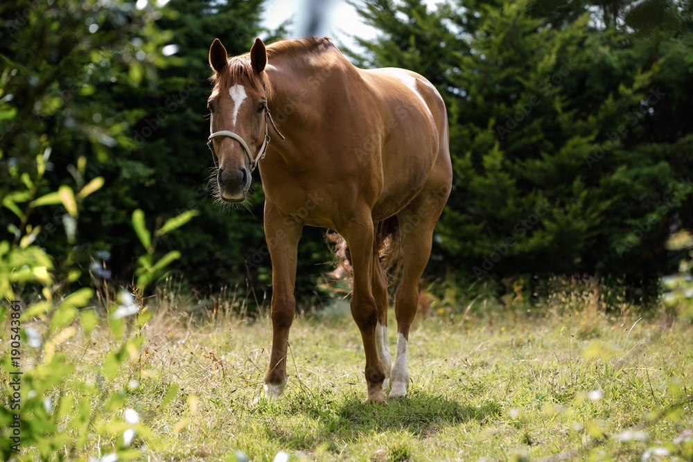 Horse standing in grassy field Horse standing in grassy field