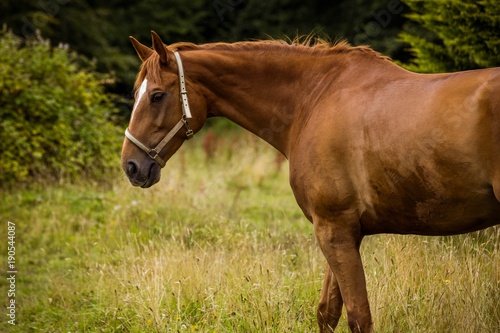 Side view of thoroughbred horse standing in field photo