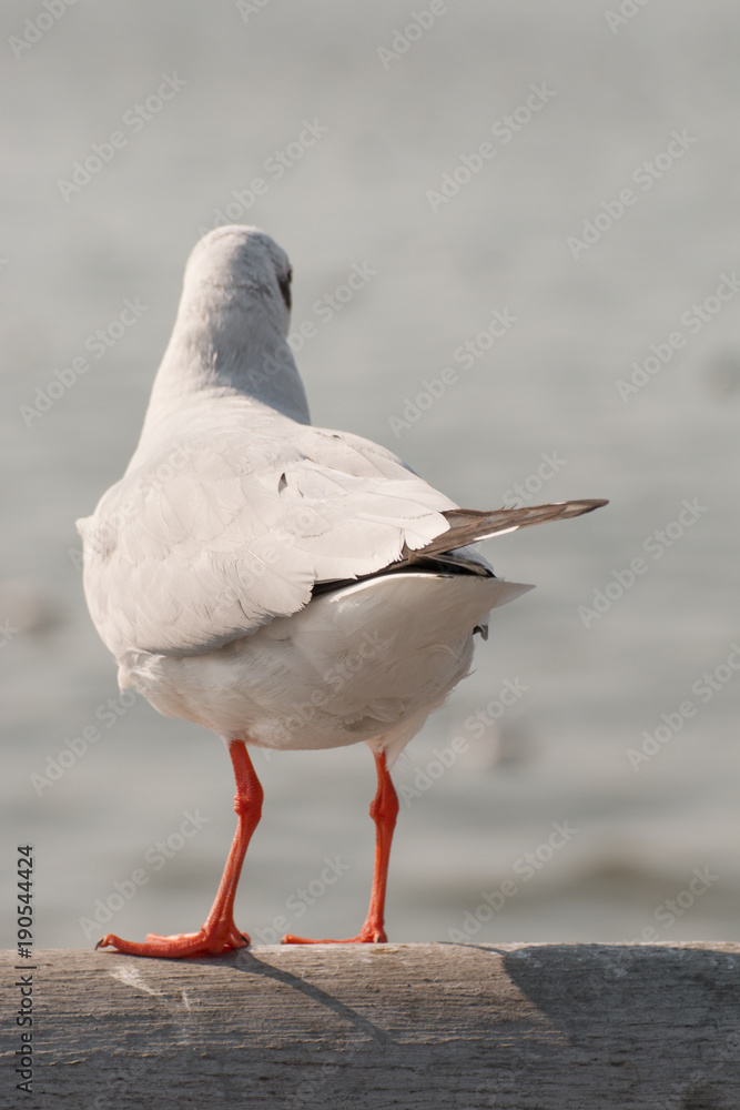 Fototapeta premium seagull stand and looking on the sea.