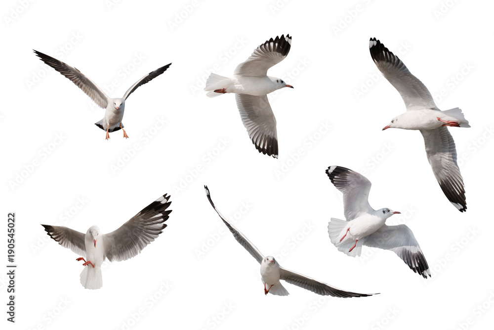 Naklejka premium zestaw mew na białym tle.