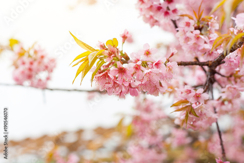 Thai sakura in winter at Chaing mai Province, Thailand.