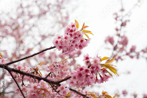 Thai sakura in winter at Chaing mai Province, Thailand.