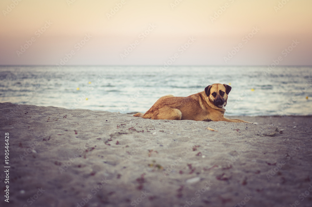 dog lying at beach