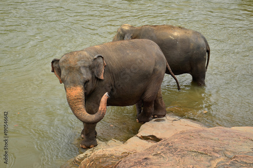 Canvas Print Two young Indian elephants bathing in the river