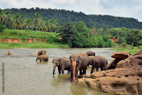 A herd of Indian elephants bathes in the river
