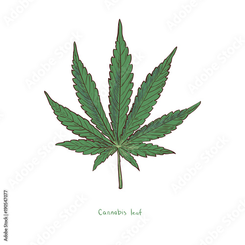 Marijuana or cannabis vector