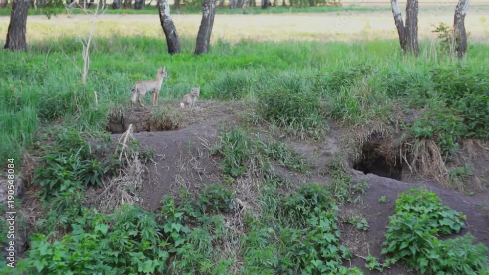 a Fox with a fox eat at hole a Fox with a fox eat at hole