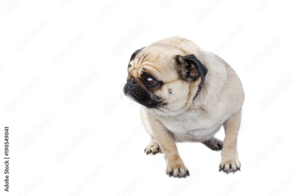 Small dog of pug breed isolated on white background. Shallow focus.