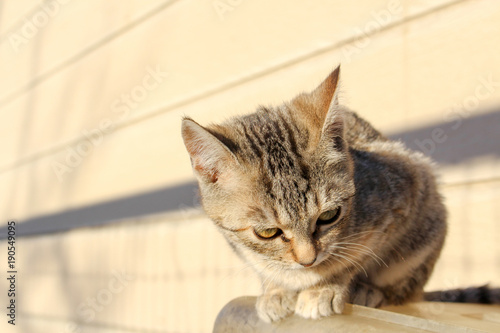 Fototapeta Naklejka Na Ścianę i Meble -  a small brown kitten looks at something below while perched on the edge of a tub