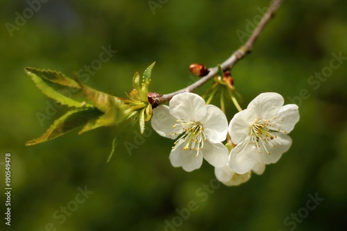 Spring flowers on branch