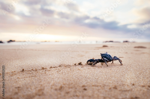 Funny Crab Arthropod looks on sunrise in the early morning time.