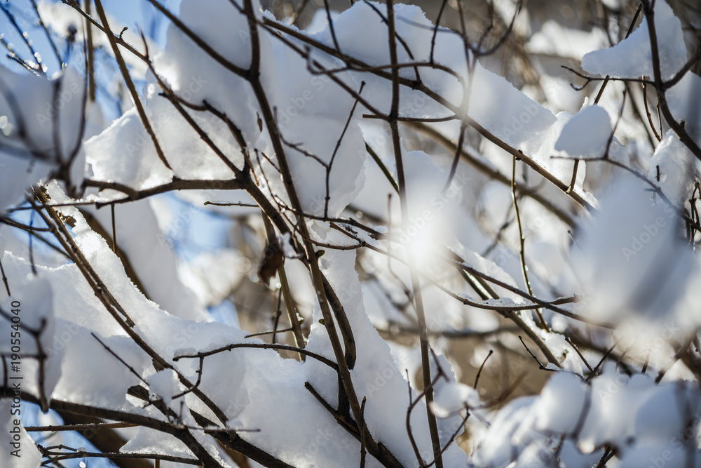 Branches of trees in the snow in late winter against the background of the sky in the sun. Branches of trees in the snow in late winter against the background of the sky in the sun.