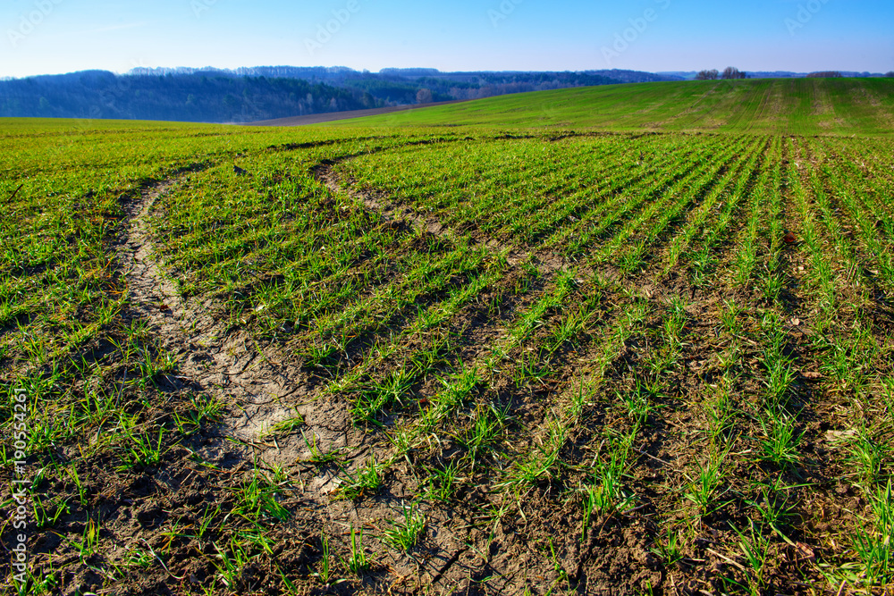 Cultivated field in the spring with young crops.