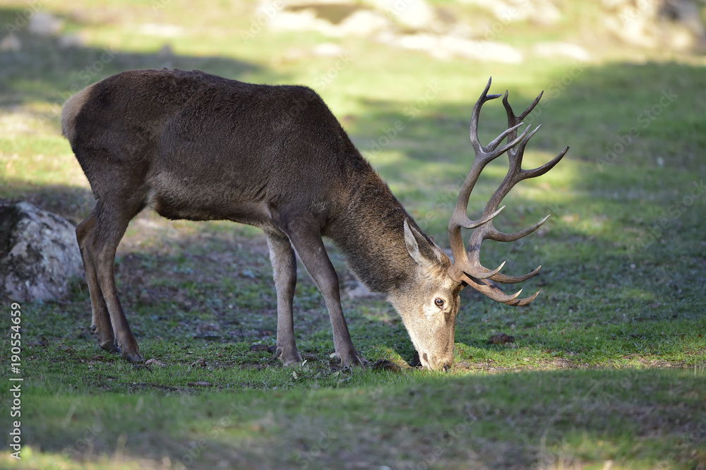 Ciervo, Cervus elaphus, Parque Natural de la Sierra de Andújar, Epaña Ciervo, Cervus elaphus, Parque Natural de la Sierra de Andújar, Epaña