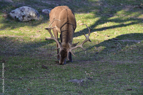 Ciervo, Cervus elaphus, Parque Natural de la Sierra de Andújar, Epaña photo