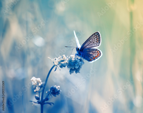 cute little blue butterfly, copper-butterfly sits on a delicate and beautiful...