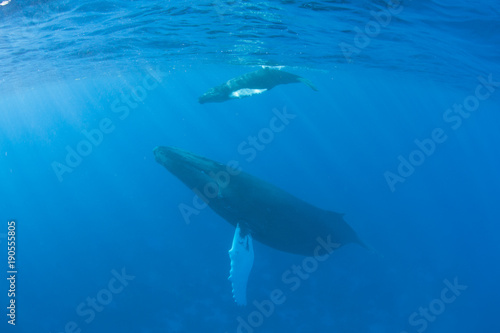 Mother and Calf Humpback Whales Underwater