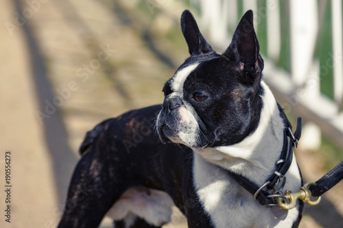 Fototapeta Naklejka Na Ścianę i Meble -  Portrait of bulldog on a leash