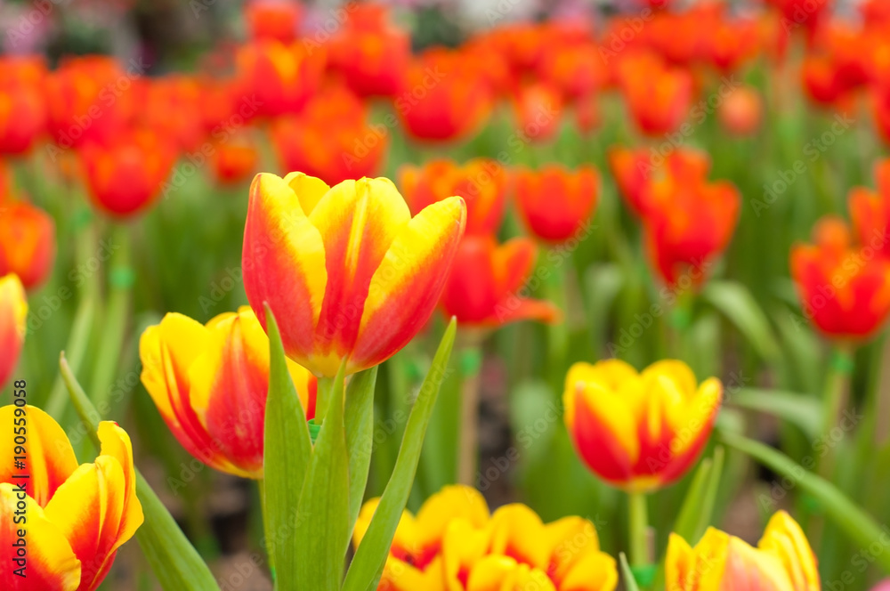 Tulips field, nature red and yellow tulips flowers