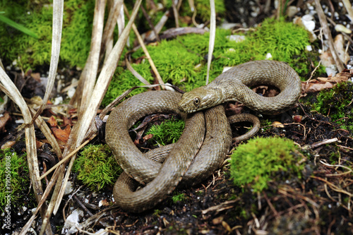 Würfelnatter (Natrix tessellata) - Dice snake 