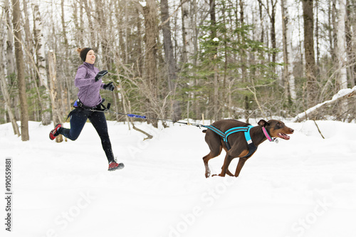 Fotografie Canicross Sled Dogs Pulling the Young Womanin winter season