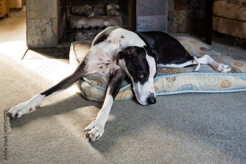 Big Great Dane sprawls out on dog bed in front of fireplace.