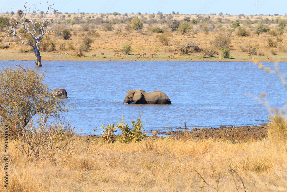 Elephant from Kruger National Park, Loxodonta africana Elephant from Kruger National Park, Loxodonta africana