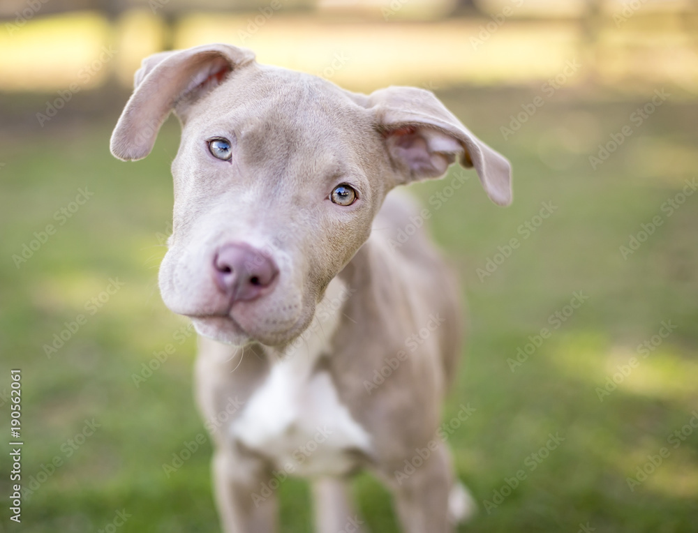 Portrait of a young Pit Bull Terrier mix puppy