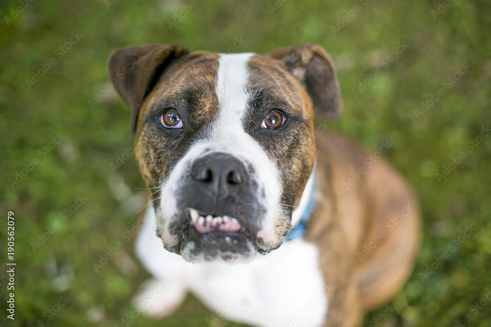 Portrait of a Bulldog mixed breed dog with an underbite