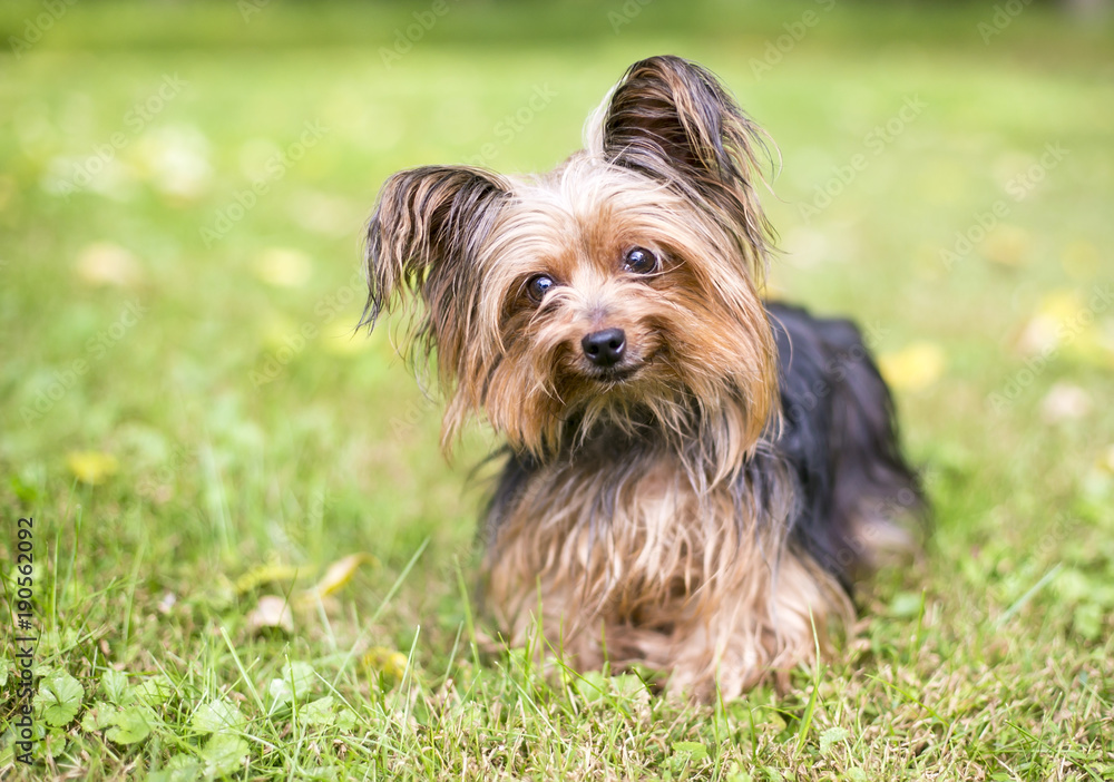 A Papillon/Silky Terrier mixed breed dog outdoors A Papillon/Silky Terrier mixed breed dog outdoors