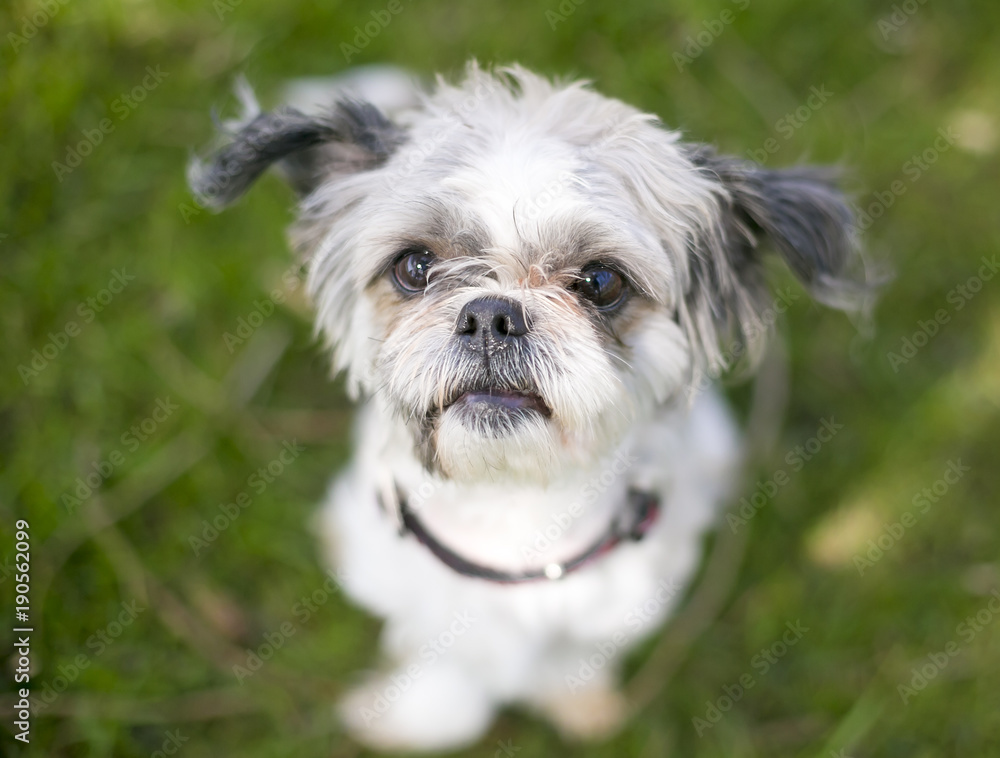 A scruffy Shih Tzu mixed breed dog sitting in the grass looking up A scruffy Shih Tzu mixed breed dog sitting in the grass looking up
