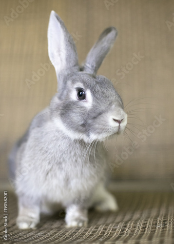 Portrait of a gray Chinchilla Rabbit