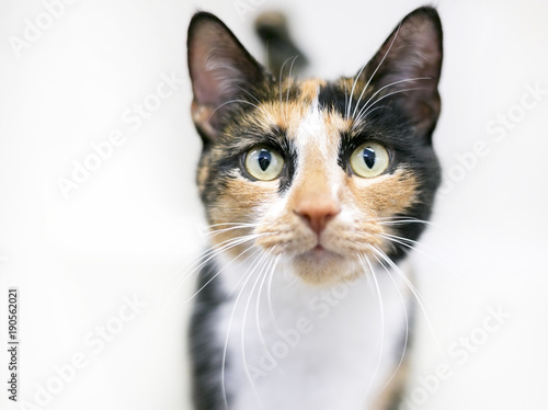 Portrait of a shorthaired Calico cat on a white background