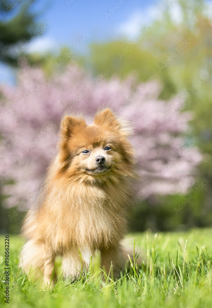 A red Pomeranian dog outdoors in the springtime in front of a pink blooming tree A red Pomeranian dog outdoors in the springtime in front of a pink blooming tree