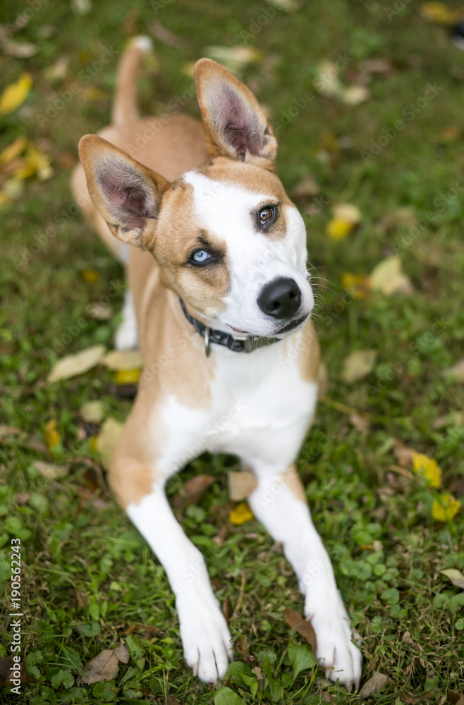 A red and white Terrier mixed breed dog with heterochromia, one blue eye and one brown eye
