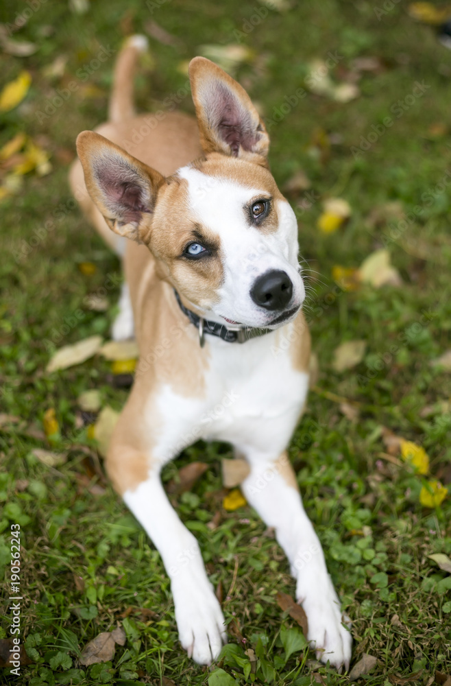 A red and white Terrier mixed breed dog with heterochromia, one blue eye and one brown eye A red and white Terrier mixed breed dog with heterochromia, one blue eye and one brown eye