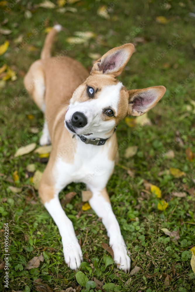 A Red And White Terrier Mixed Breed Dog With Heterochromia One Blue Eye And One Brown Eye Stock Photo Adobe Stock