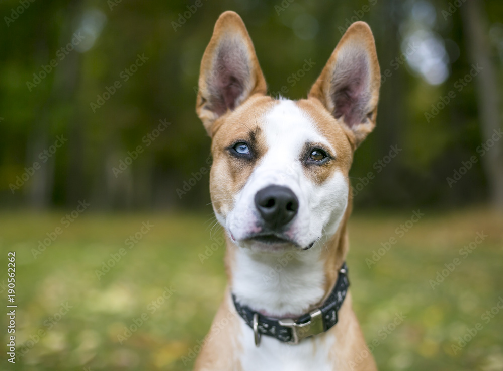 Portrait of a red and white mixed breed dog with heterochromia, one blue eye and one brown eye