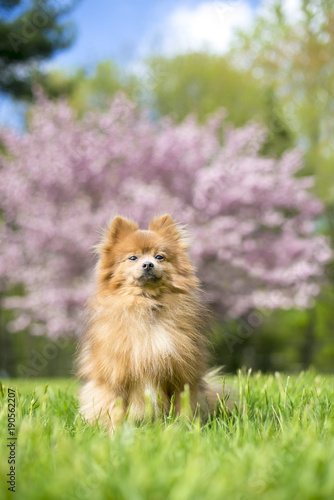 Fototapeta Naklejka Na Ścianę i Meble -  A red Pomeranian dog outdoors in the springtime in front of a pink blooming tree