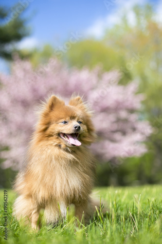 A red Pomeranian dog outdoors in the springtime in front of a pink blooming tree © Mary Swift