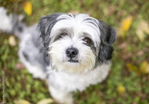 A cute Shih Tzu mixed breed dog sitting in the grass and looking up at the camera