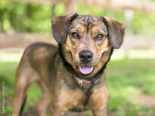 A brown mixed breed dog outdoors looking at the camera with a happy expression