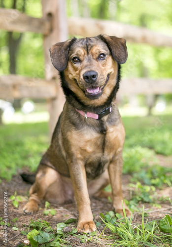 A brown mixed breed dog sitting outdoors with a happy expression