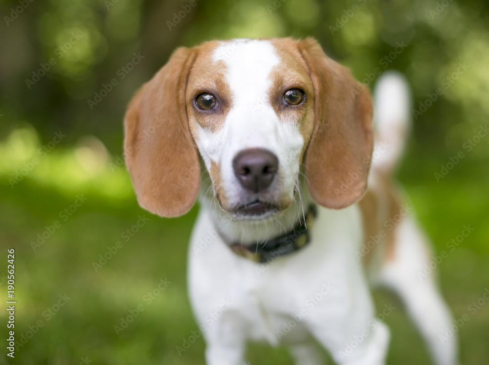 A Foxhound dog standing outdoors and looking at the camera