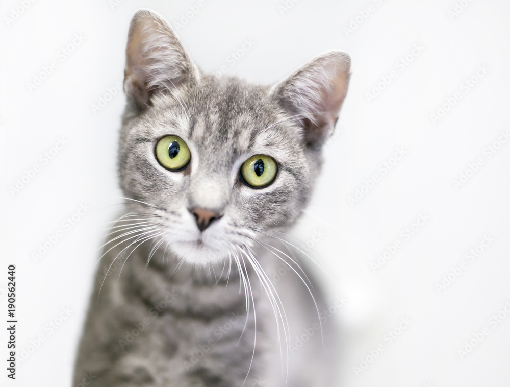 A gray tabby domestic shorthair cat looking at the camera with a curious expression