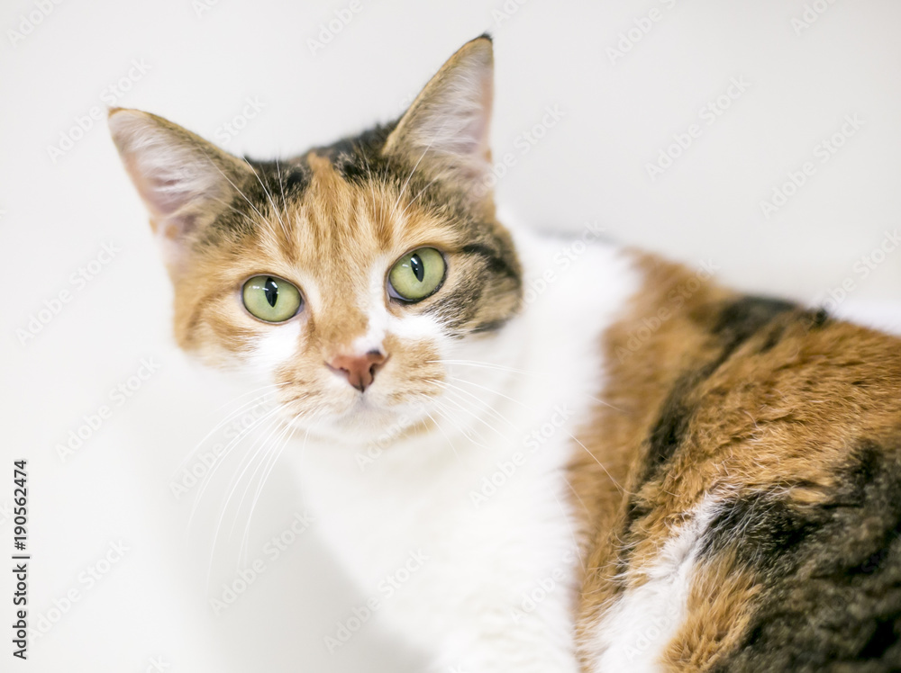 A shorthair Calico cat with green eyes on a white background