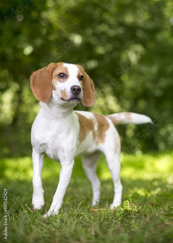 A Foxhound dog standing outdoors looking alert